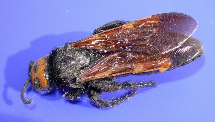 imenotteri trovati morti
